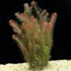 Rotala Wallichii [Whorly Rotala] - Image 6