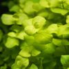 Golden Lloydiella-Golden Creeping Jenny [Lysimachia nummularia 'Aurea']
