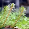 Rotala Wallichii [Whorly Rotala] - Image 8