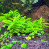 Staurogyne Repens - Image 11