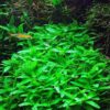 Staurogyne Repens - Image 7